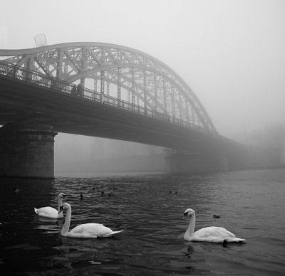 Swans in the fog